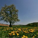 fc sinsheim 04 Petra Oechsner